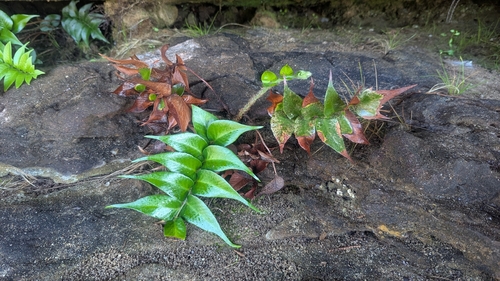 Cyrtomium falcatum observed 2026-10-24