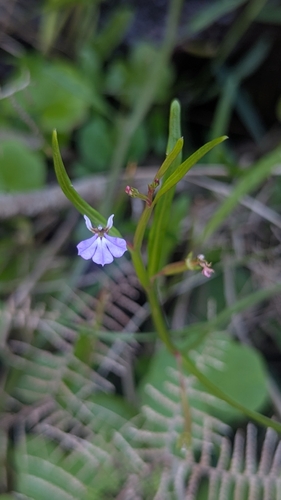 Lobelia anceps observed 2026-10-24