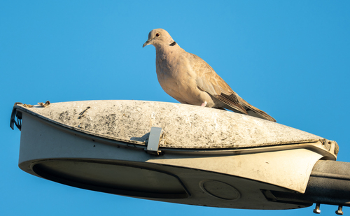 Eurasian Collared-Dove photograph by the iNaturalist community