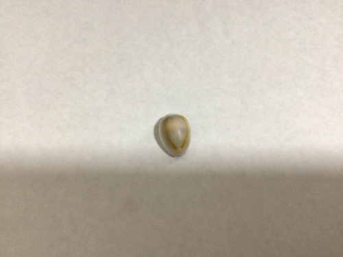 Cypraea annulus observed 2026-10-24