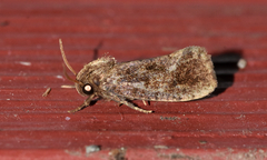 Acrolophus texanella