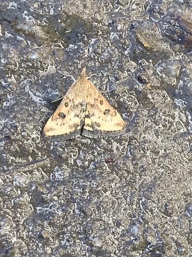 Northern Pyrausta Moth