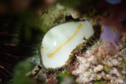 Monetaria annulus observed 2026-10-20
