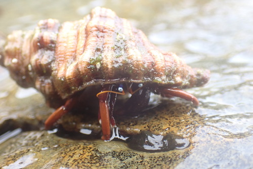 Calcinus gaimardii observed 2026-10-20