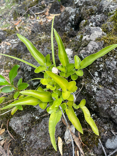 Asplenium oblongifolium observed 2026-10-24
