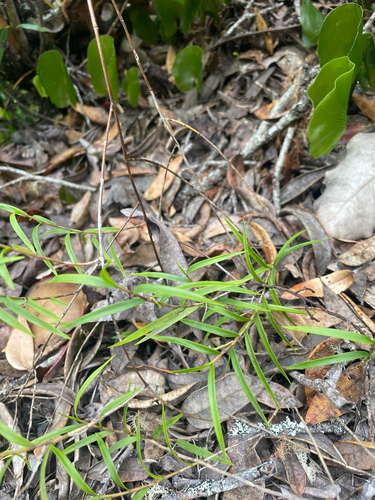 Dendrobium cunninghamii observed 2026-10-24