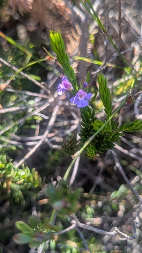 Hemigenia purpurea observed 2026-10-24