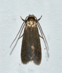 Phaeoses sabinella