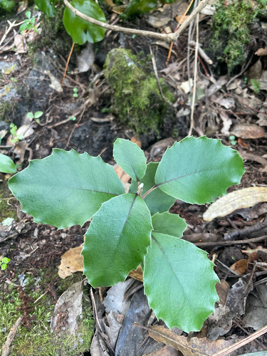 Olearia furfuracea observed 2026-10-24
