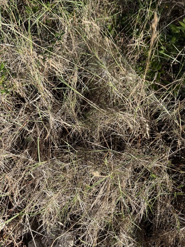Brachypodium retusum observed 2026-10-22
