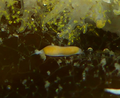 Vorticeros praedatorium