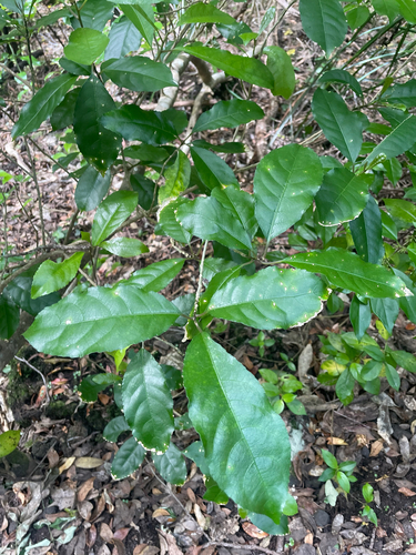 Melicytus ramiflorus observed 2026-10-24
