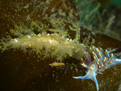 Vorticeros praedatorium