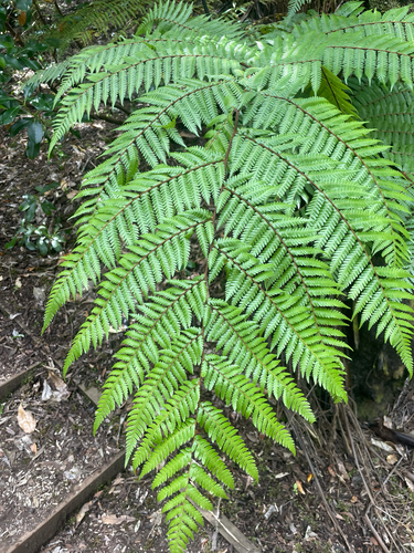 Sphaeropteris medullaris observed 2026-10-24