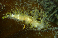 Vorticeros praedatorium