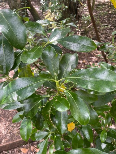 Coprosma lucida observed 2026-10-24