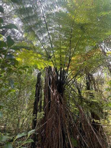 Sphaeropteris medullaris observed 2026-10-24