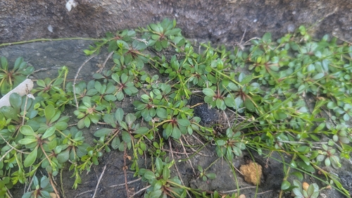 Samolus repens observed 2026-10-24
