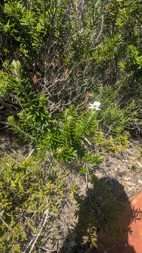 Westringia fruticosa observed 2026-10-24