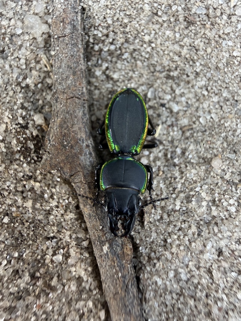 Philoscaphus barnardi