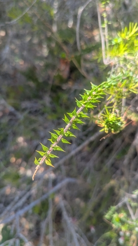 Epacris longiflora, 2026-10-24