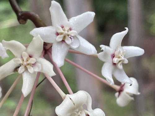 Hoya australis observed 2026-10-24