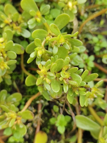 Common Purslane photograph by the iNaturalist community