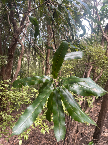 Knightia excelsa observed 2026-10-24