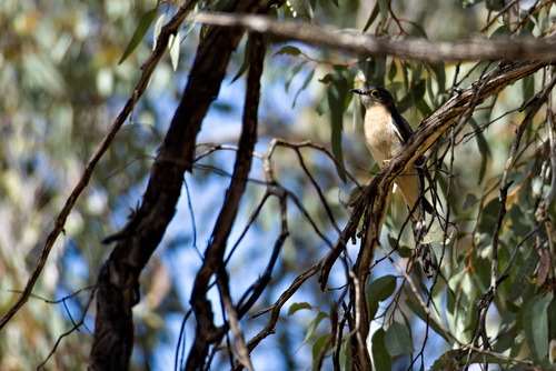 Cacomantis flabelliformis observed 2026-10-24
