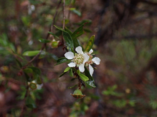 Leptospermum trinervium, 2026-10-23