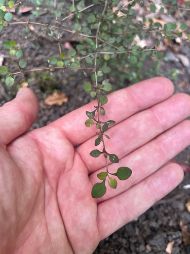Coprosma rhamnoides observed 2026-10-24