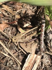 Pardalophora apiculata