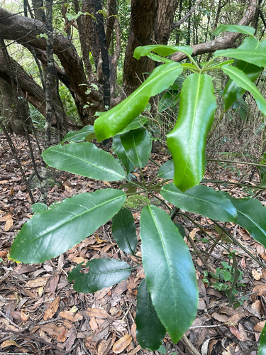 Neopanax arboreus observed 2026-10-24