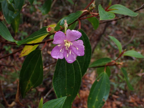 Melastoma malabathricum observed 2026-10-23