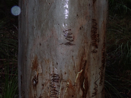 Eucalyptus signata observed 2026-10-23