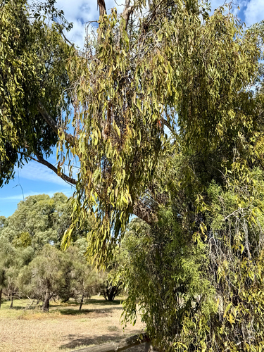 Amyema miquelii observed 2026-10-24