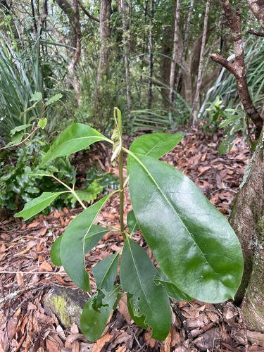 Coprosma lucida observed 2026-10-24