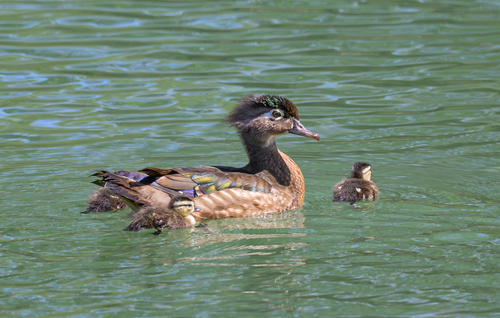 Wood Duck photograph by the iNaturalist community