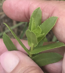 Grindelia lanceolata