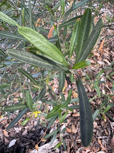 Olivella observed 2026-10-17