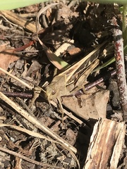 Pardalophora apiculata