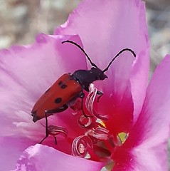 Anastrangalia laetifica