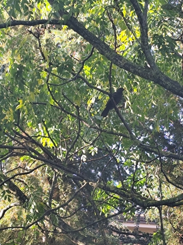 Eurasian Blackbird photograph by the iNaturalist community