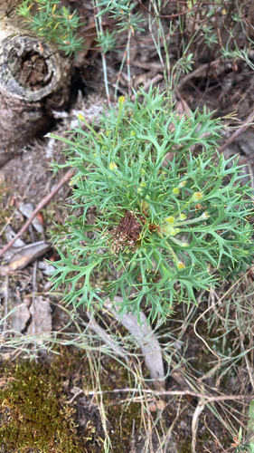 Isopogon ceratophyllus, 2026-10-24