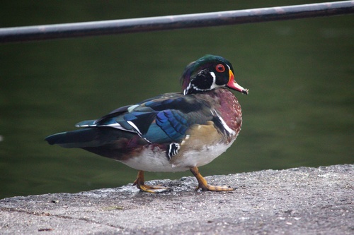 Wood Duck photograph by the iNaturalist community