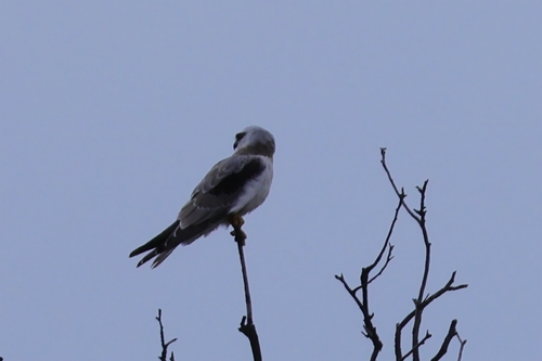 Elanus axillaris, 2026-10-24