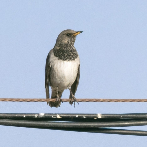 Turdus ruficollis observed 2026-10-23