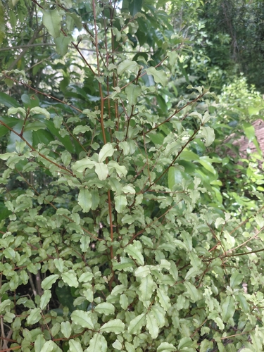 Myrsine australis observed 2026-10-24