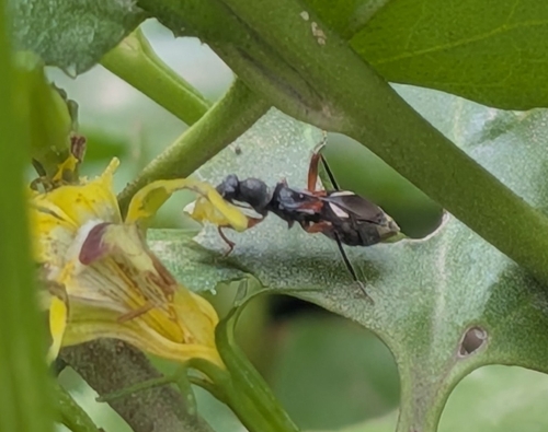 Daerlac cephalotes, 2026-10-24
