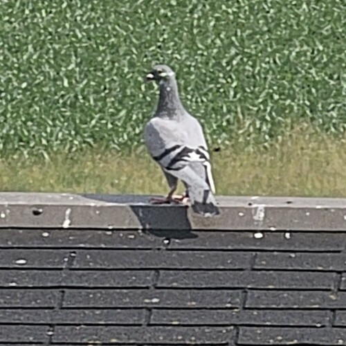 Rock Pigeon photograph by the iNaturalist community